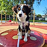 dog, puppy, playground, mushroom, leash, outdoor, sunny, tree, swing, blue_sky, park, grass, fence, building, pet, animal, cute, sitting, daytime, canine