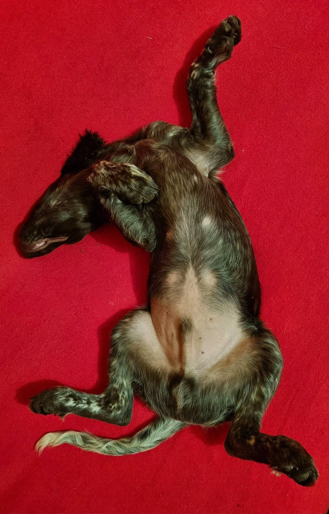 Neo a rejoint le concours — aidez-le/la à gagner de superbes lots ! balance, cat_toy, claw, dog_breed, extinction, felidae, fur, marsupial, paw, primate, tail, terrestrial_animal