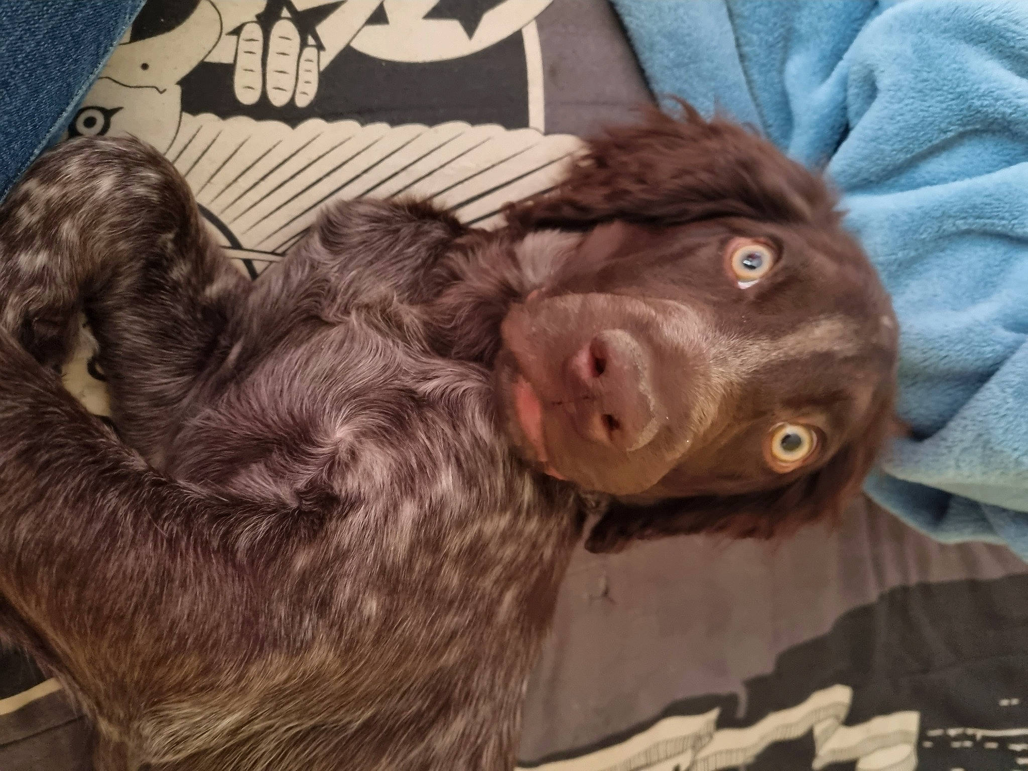 Neo a rejoint le concours — aidez-le/la à gagner de superbes lots ! canidae, carnivore, comfort, companion_dog, dog, dog_breed, dog_collar, fur, gun_dog, liver, pointing_breed, puppy, retriever, selfie, snout, spaniel, sporting_group, vertebrate, whiskers, working_animal