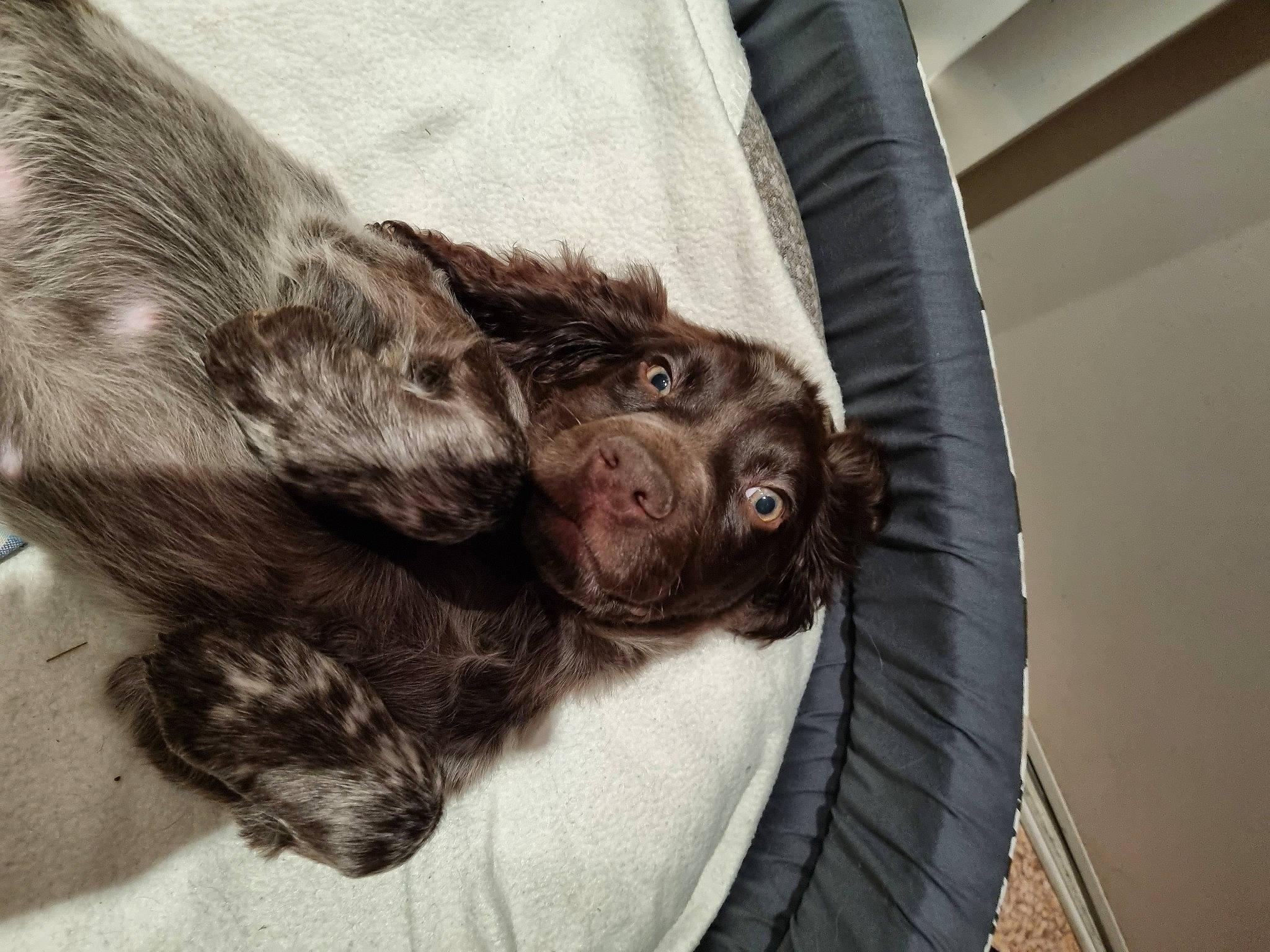 Neo a rejoint le concours — aidez-le/la à gagner de superbes lots ! canidae, carnivore, claw, cocker_spaniel, companion_dog, dog, dog_breed, dog_collar, foot, fur, liver, mammal, puppy, snout, spaniel, sporting_group, tail, vertebrate, whiskers, working_animal