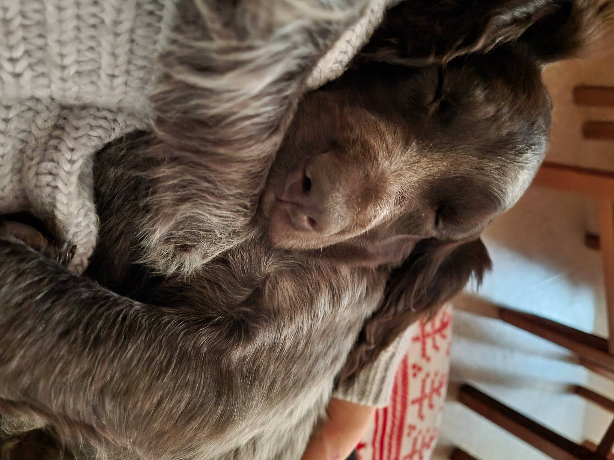 Neo participe au concours pour gagner de l'argent avec cette photo : canidae, carnivore, comfort, companion_dog, dog, dog_breed, ear, fawn, fur, gesture, liver, livestock, natural_material, snout, sporting_group, terrestrial_animal, whiskers, wood, working_animal, wrinkle