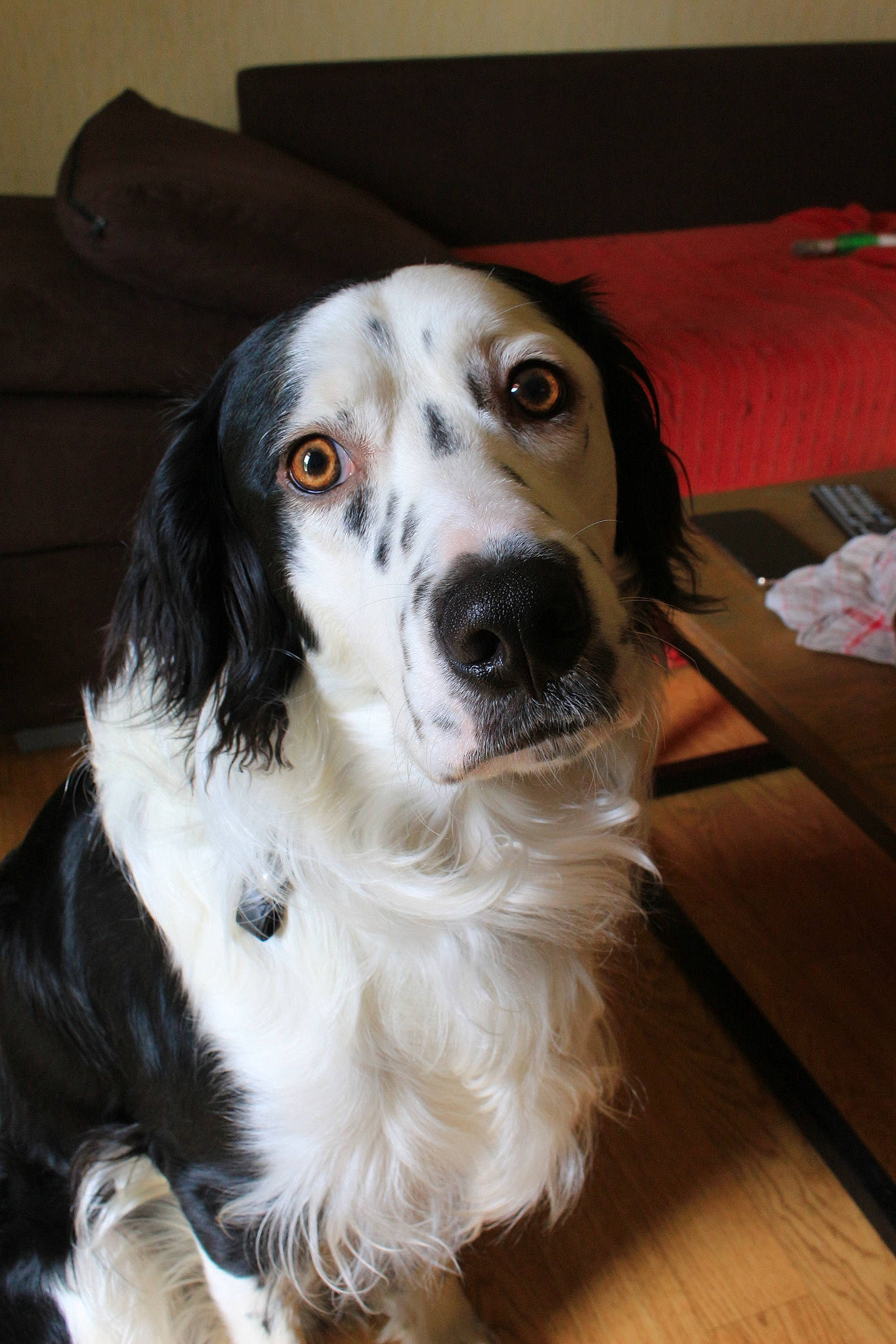 Orion participe au concours pour gagner de l'argent avec cette photo : canidae, carnivore, companion_dog, dog, dog_breed, english_setter, english_springer_spaniel, irish_red_and_white_setter, irish_setter, mammal, rare_breed_dog, russian_spaniel, setter, snout, spaniel, sporting_group, vertebrate