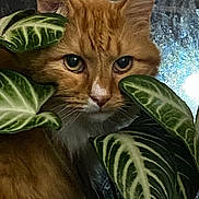 Pumpkin is registered to the contest to win money with this photo: cat, orange_cat, animal, pet, feline, leaf, plant, green_leaf, nature, indoor, closeup, face, whiskers, curious, fur, eye, portrait, domestic_cat, leafy, window