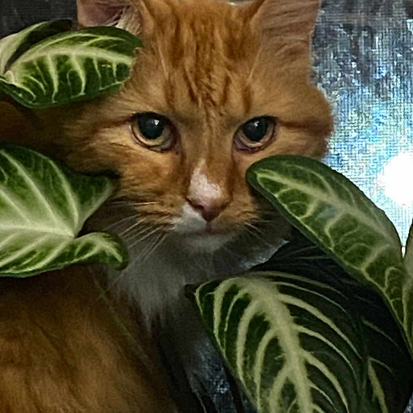 Pumpkin is registered to the contest to win money with this photo: animal, cat, closeup, curious, domestic_cat, eye, face, feline, fur, green_leaf, indoor, leaf, leafy, nature, orange_cat, pet, plant, portrait, whiskers, window