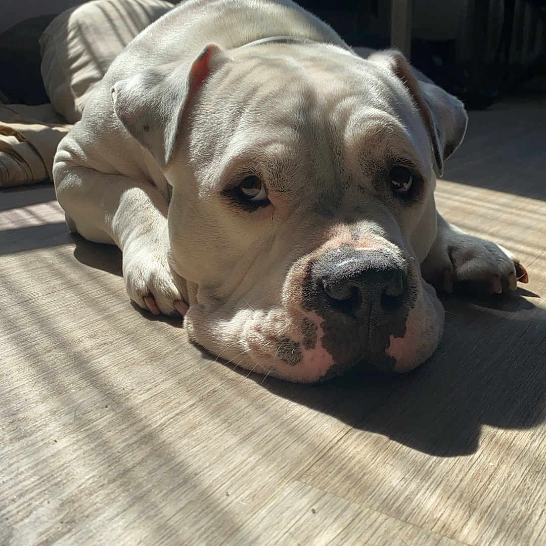 Bobby a rejoint le concours — aidez-le/la à gagner de superbes lots ! animal, calm, canine, closeup, cozy, dog, expression, floor, furniture, home, indoor, light_and_shadow, pet, portrait, relaxed, resting, shadow, sunlight, white_dog, wooden_floor
