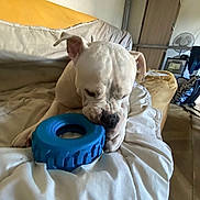 Bobby participe au concours pour gagner de l'argent avec cette photo : animal, blanket, blue_toy, chewing, couch, cozy, dog, domestic_animal, ears, furniture, home, indoor, pet, playful, relaxed, resting, snout, toy, white_dog, wrinkled_face