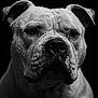 animal, black_and_white, close_up, dark_background, dog, ears, expression, face, fur, intense, looking_at_camera, monochrome, muzzle, nostrils, pet, portrait, studio, water_droplets, whiskers, wrinkles