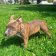 Tara a rejoint le concours — aidez-le/la à gagner de superbes lots ! dog, brindle, grass, outdoor, sunny, greenery, tree, collar, pet, canine, nature, park, daylight, mammal, animal, ears, snout, standing, leash, field