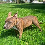 dog, brindle, grass, outdoor, sunny, greenery, tree, collar, pet, canine, nature, park, daylight, mammal, animal, ears, snout, standing, leash, field