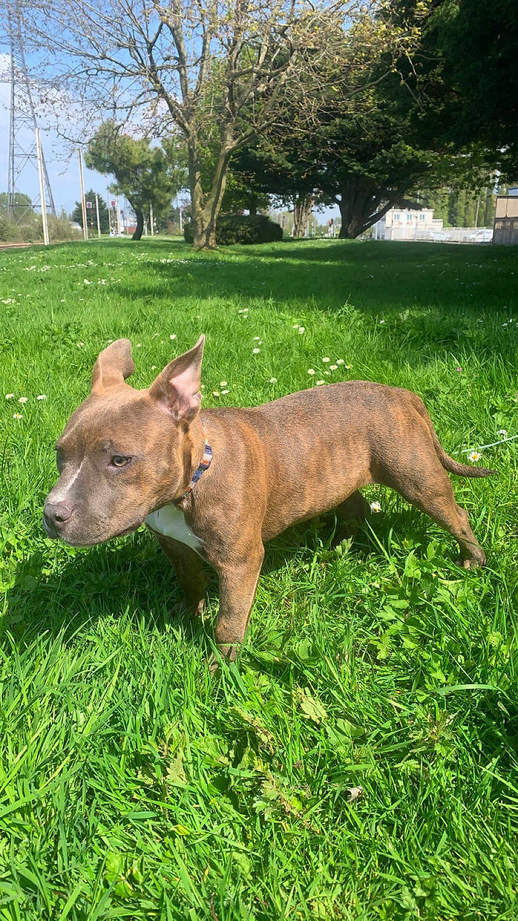 Tara a rejoint le concours — aidez-le/la à gagner de superbes lots ! dog, brindle, grass, outdoor, sunny, greenery, tree, collar, pet, canine, nature, park, daylight, mammal, animal, ears, snout, standing, leash, field