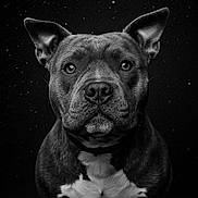 Tara participe au concours pour gagner de l'argent avec cette photo : animal, black_and_white, black_background, canine, close_up, dog, ears, eyes, face, fur, muzzle, nostrils, pet, pit_bull, portrait, serious_expression, spot, studio_shot, whiskers, white_chest