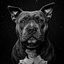 animal, black_and_white, black_background, canine, close_up, dog, ears, eyes, face, fur, muzzle, nostrils, pet, pit_bull, portrait, serious_expression, spot, studio_shot, whiskers, white_chest