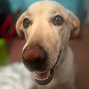 Gracey joined the competition — help win amazing prizes! animal, art, beagle, bodypart, canine, collage, dog, face, goldenretriever, head, hound, labradorretriever, mouth, person, pet, pointer, puppy, snout, text, whitedog