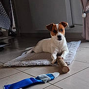 Api a rejoint le concours — aidez-le/la à gagner de superbes lots ! dog, jack_russell_terrier, toy, wooden_chew_toy, plush_toy, rug, indoor, tile_floor, pet, animal, resting, brown_and_white, curious, small_dog, floor, quiet, cozy, domestic, casual, playful