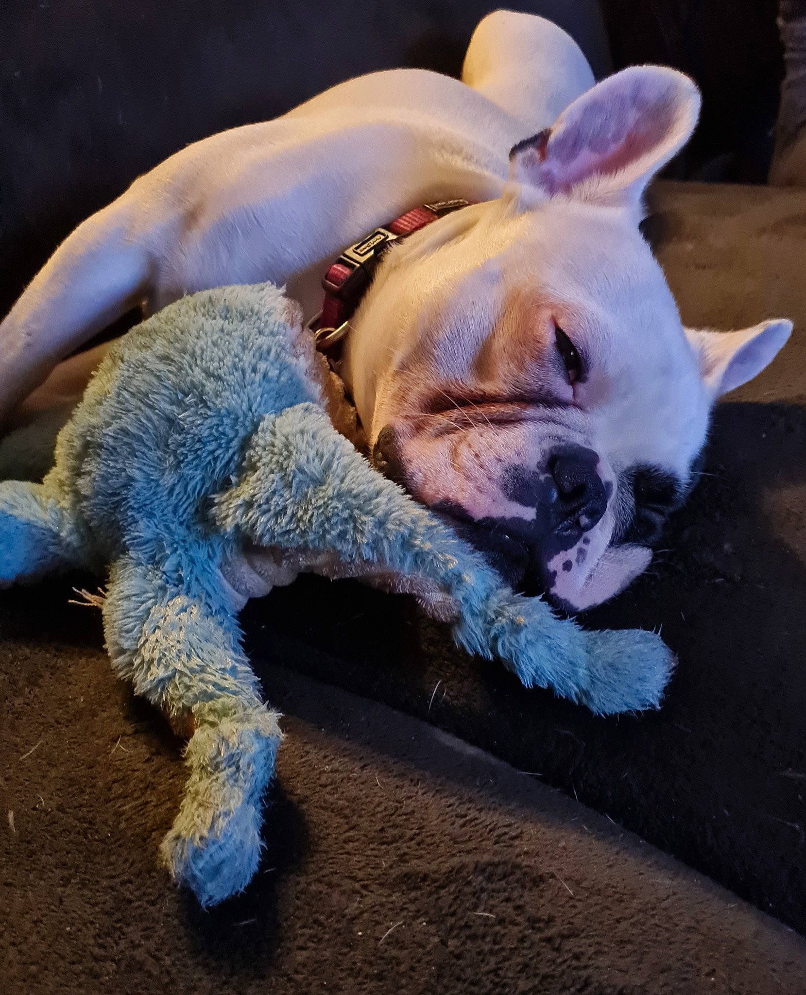 Sissy participe au concours pour gagner de l'argent avec cette photo : canidae, carnivore, comfort, companion_dog, dog, dog_breed, dog_supply, fawn, fur, paw, snout, sporting_group, suidae, tail, terrestrial_animal, terrier, toy_dog, whiskers, working_animal, wrinkle