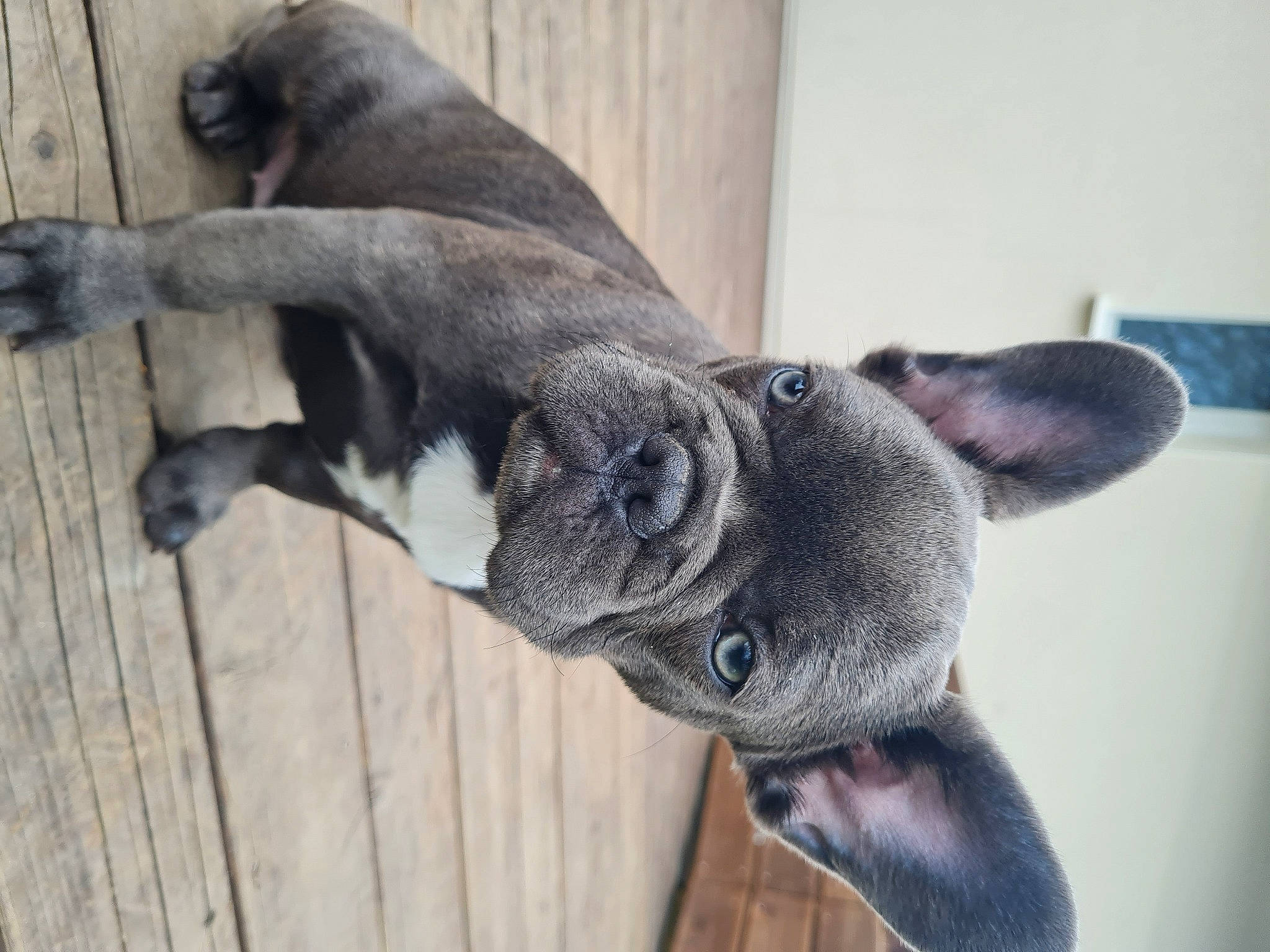 Tara a rejoint le concours — aidez-le/la à gagner de superbes lots ! carnivore, collar, companion_dog, dog, dog_breed, ear, eye, fawn, fur, non_sporting_group, snout, sporting_group, tail, terrestrial_animal, whiskers, wood, working_animal