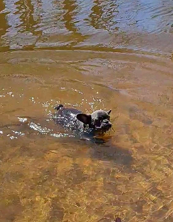 Tara a rejoint le concours — aidez-le/la à gagner de superbes lots ! canidae, carnivore, dog, dog_breed, fluid, lake, liquid, recreation, reptile, sporting_group, tail, terrestrial_animal, water, water_bird, wildlife, working_animal