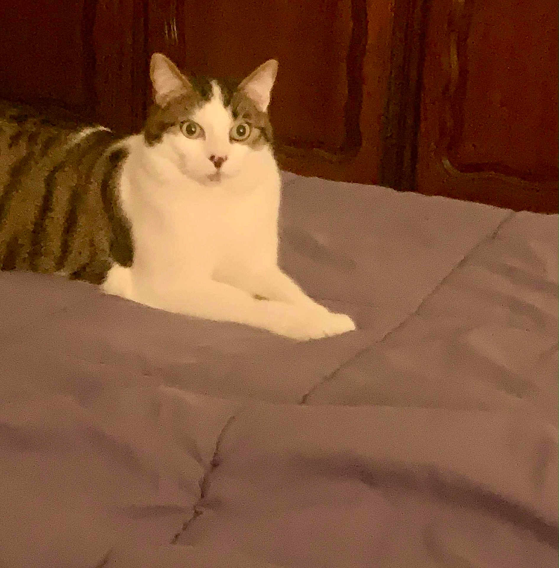 Mimi