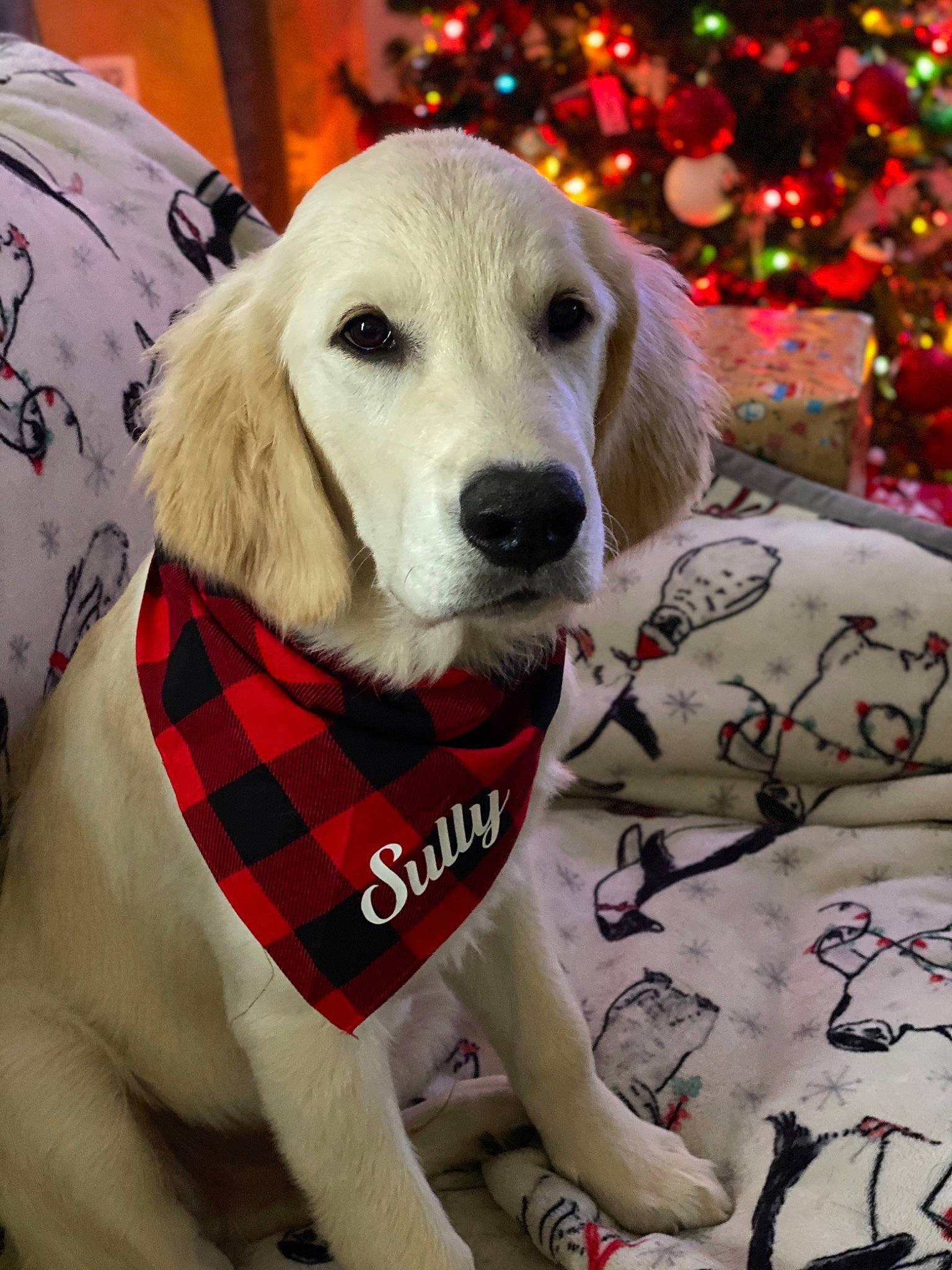 Sully joined the competition — help win amazing prizes! canidae, carmine, carnivore, christmas_decoration, christmas_eve, christmas_lights, collar, companion_dog, dog, dog_breed, dog_clothes, dog_supply, fur, holiday, mammal, pattern, pet_supply, snout, sporting_group, working_animal