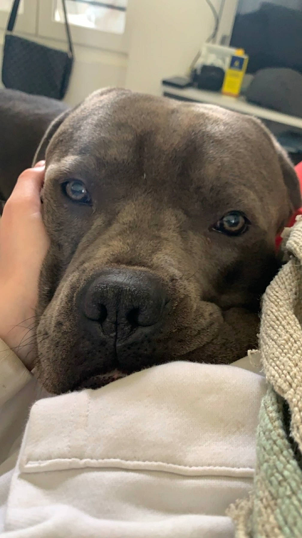 Taïko a rejoint le concours — aidez-le/la à gagner de superbes lots ! canidae, carnivore, collar, comfort, companion_dog, dog, dog_breed, dog_collar, ear, fawn, fur, liver, pet_supply, selfie, snout, sporting_group, terrestrial_animal, whiskers, working_animal, wrinkle