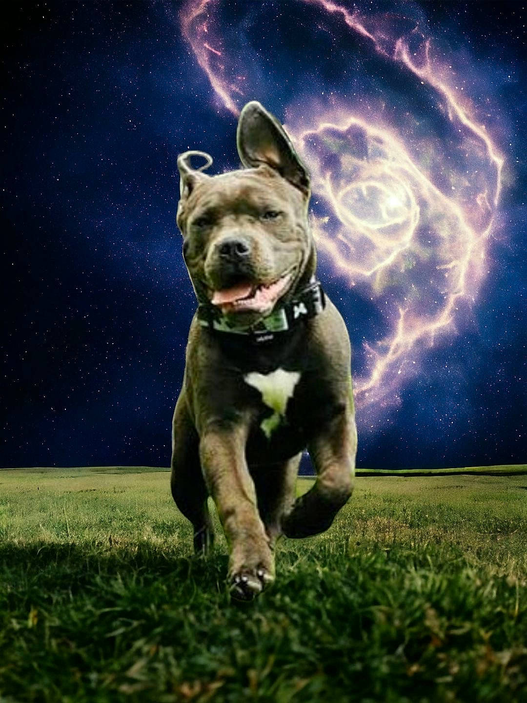 Taïko participe au concours pour gagner de l'argent avec cette photo : art, astronomical_object, canidae, carnivore, companion_dog, dog, dog_breed, electric_blue, fawn, flash_photography, grass, grassland, guard_dog, landscape, lightning, photo_caption, sky, snout, sporting_group, terrestrial_animal