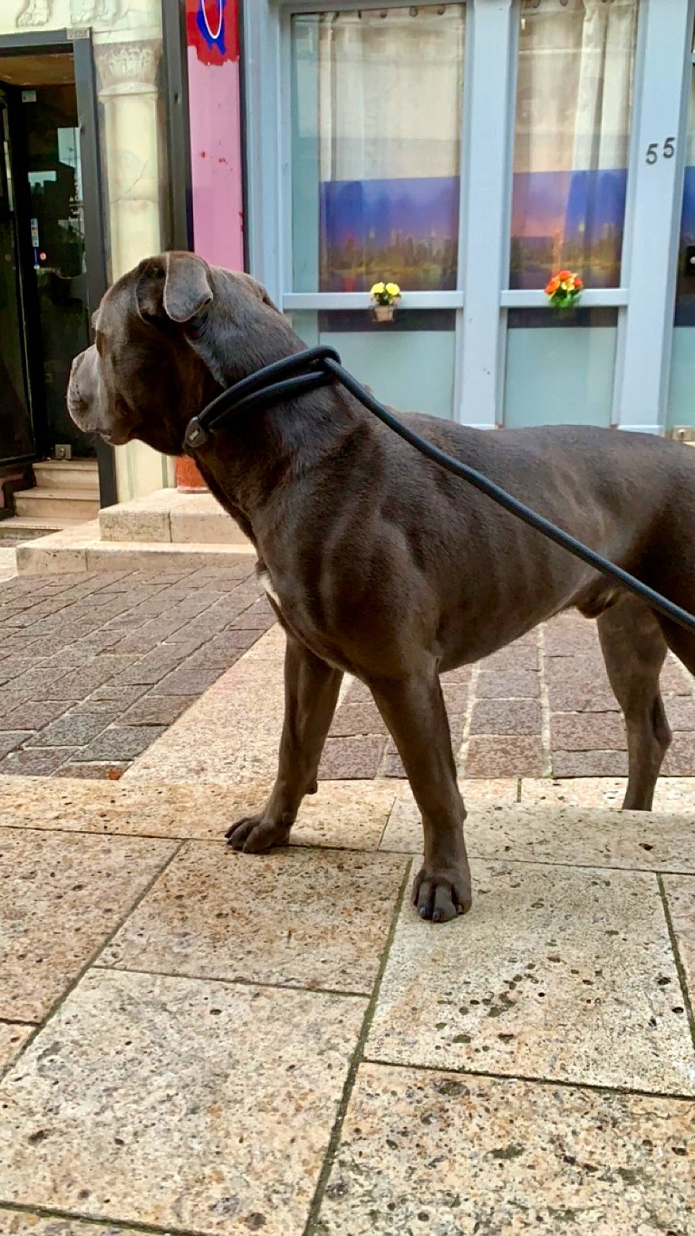 Taïko a rejoint le concours — aidez-le/la à gagner de superbes lots ! canidae, carnivore, collar, dog, dog_breed, fawn, flooring, fur, leash, liver, non_sporting_group, pet_supply, road_surface, sculpture, snout, sporting_group, tail, terrestrial_animal, working_animal