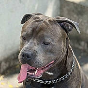 Taïk O a rejoint le concours — aidez-le/la à gagner de superbes lots ! animal, brown, canine, chain, closeup, collar, companion, dog, ears, fur, happy, leash, muzzle, outdoor, pet, pitbull, portrait, sunlight, tongue_out, white_patch
