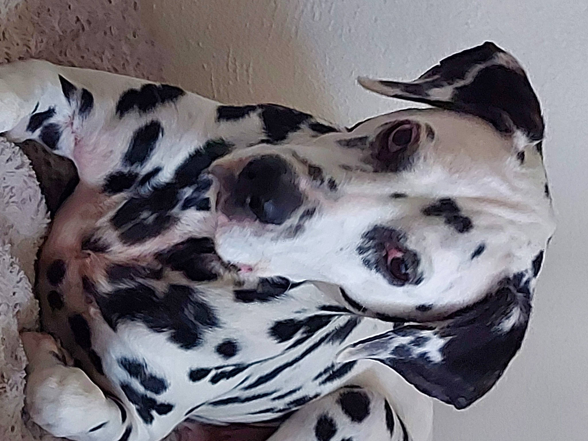 Lucky participe au concours pour gagner de l'argent avec cette photo : canidae, carnivore, companion_dog, dalmatian, dog, dog_breed, fur, non_sporting_group, pattern, snout, sporting_group, terrestrial_animal, whiskers, working_animal, working_dog