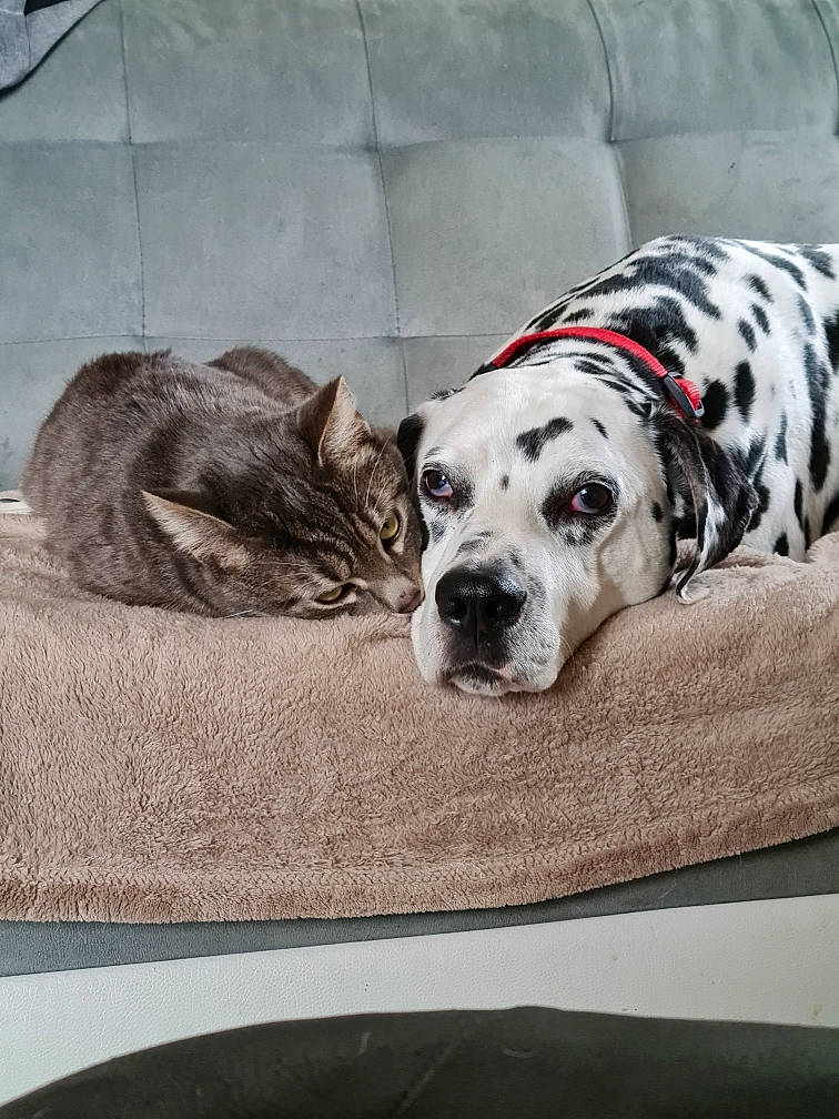 Lucky participe au concours pour gagner de l'argent avec cette photo : canidae, carnivore, collar, comfort, companion_dog, dog, dog_breed, dog_supply, fawn, fur, grey, linens, pet_supply, snout, sporting_group, table, terrestrial_animal, whiskers, window, working_animal