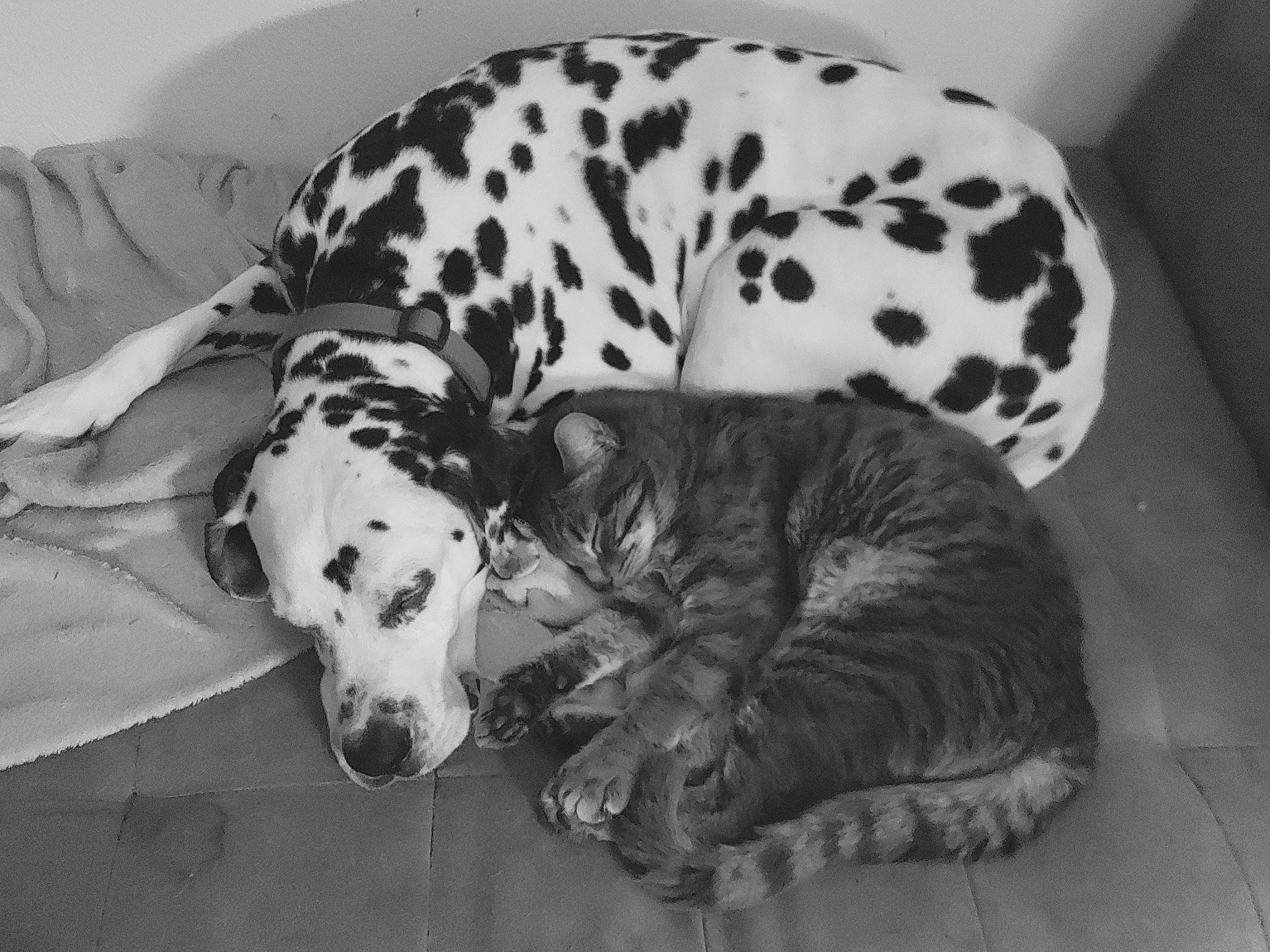 Lucky a rejoint le concours — aidez-le/la à gagner de superbes lots ! black_and_white, bored, carnivore, comfort, companion_dog, dalmatian, dog, dog_breed, dog_supply, fur, monochrome, monochrome_photography, paw, snout, sporting_group, style, terrestrial_animal, whiskers, white, working_animal