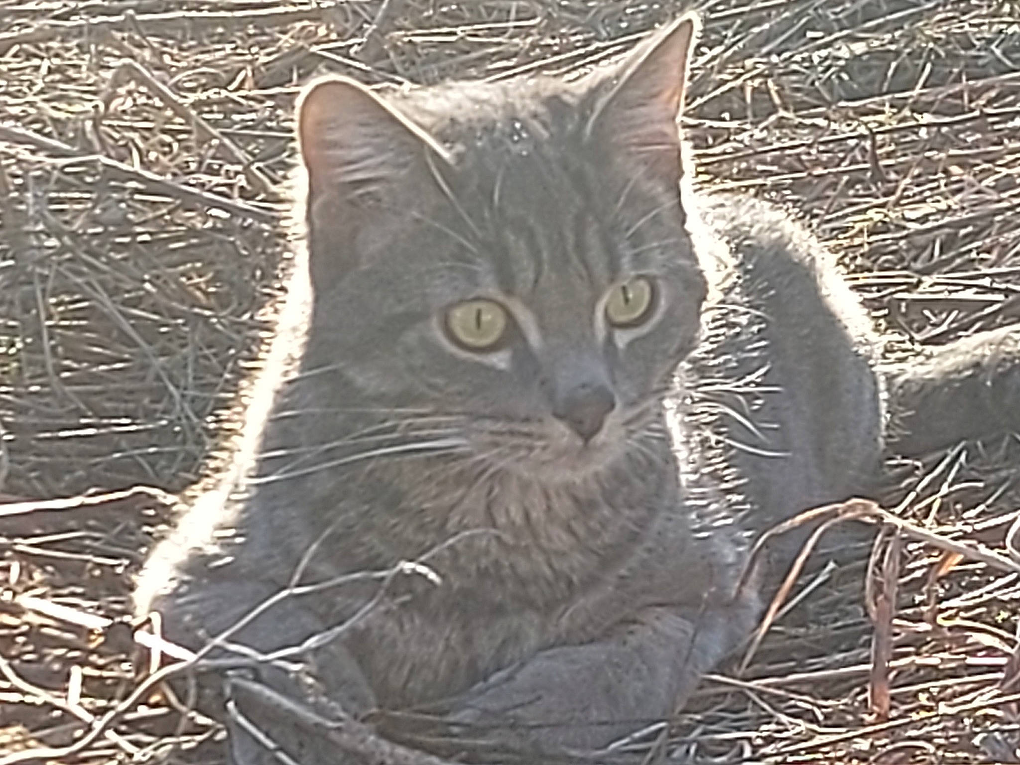 Pastis participe au concours pour gagner de l'argent avec cette photo : carnivore, cat, domestic_short_haired_cat, felidae, fur, grass, monochrome, small_to_medium_sized_cats, snout, terrestrial_animal, tree, trunk, twig, whiskers, wildlife, wood