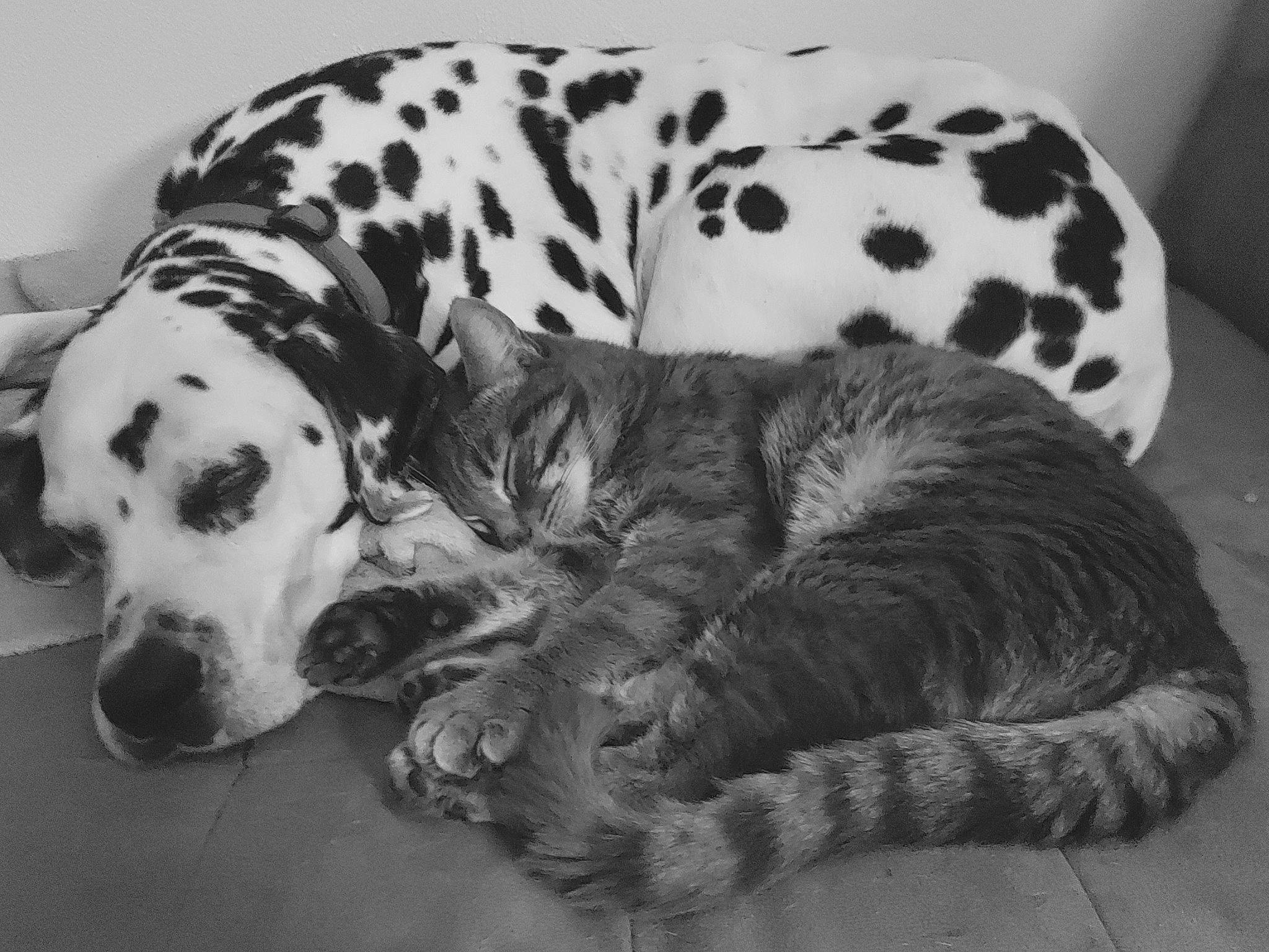 Pastis participe au concours pour gagner de l'argent avec cette photo : black_and_white, canidae, carnivore, comfort, companion_dog, dalmatian, dog, dog_breed, fur, mammal, monochrome, monochrome_photography, pattern, snout, sporting_group, style, terrestrial_animal, whiskers, white, working_animal