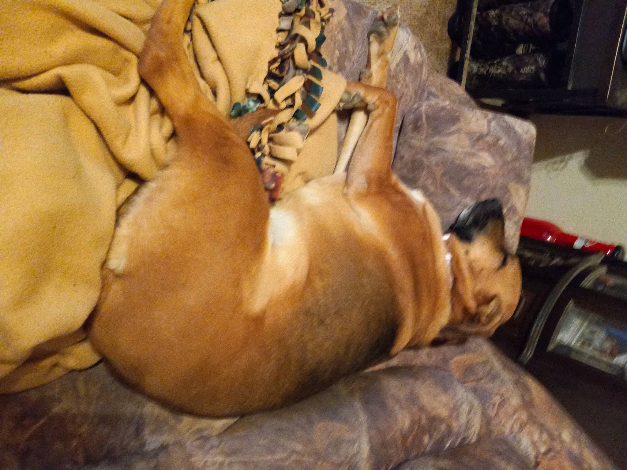 Daisy is registered to the contest to win money with this photo: art, canidae, carnivore, comfort, companion_dog, dog, dog_breed, fawn, fur, guard_dog, liver, nap, paw, puppy, sleep, snout, sporting_group, terrestrial_animal, whiskers, wrinkle