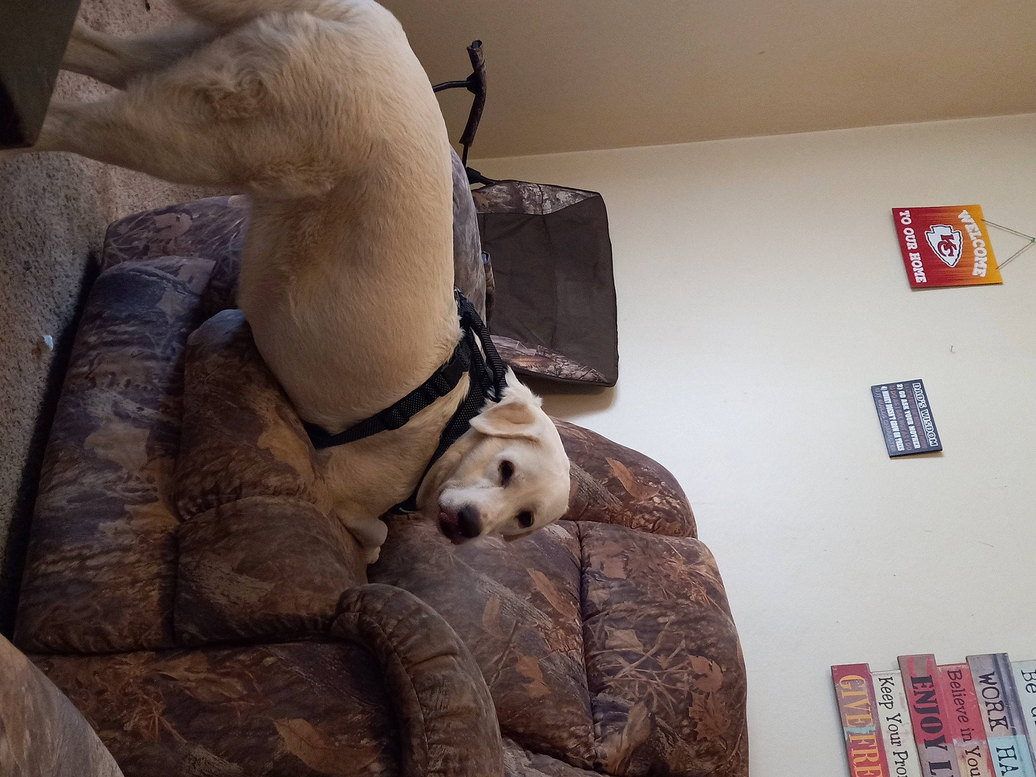 Dolly is registered to the contest to win money with this photo: carnivore, collar, comfort, companion_dog, couch, dog, dog_breed, dog_collar, fawn, felidae, flooring, foot, fur, house, pet_supply, snout, studio_couch, tail, whiskers, working_animal