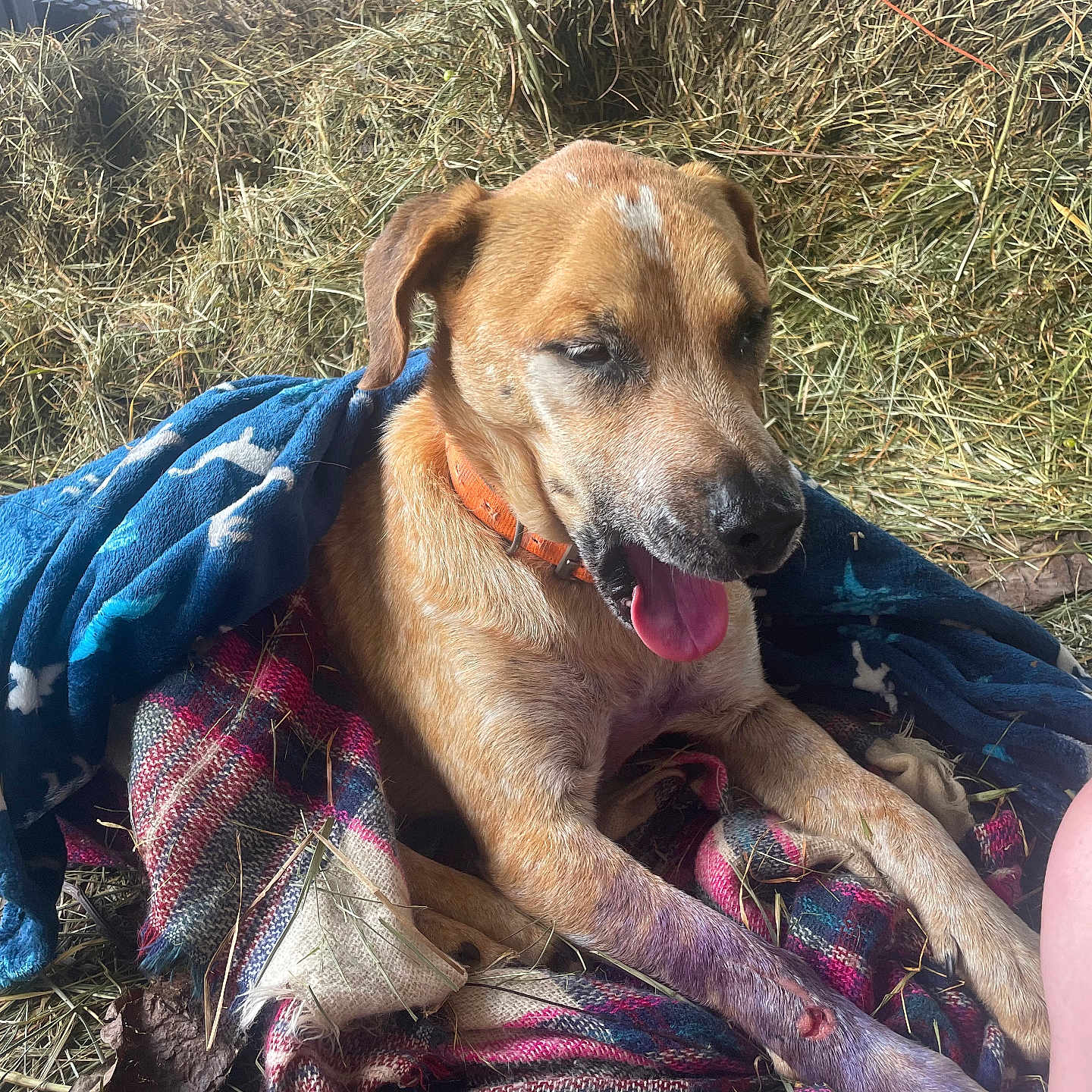 Mashone is registered to the contest to win money with this photo: animal, baby, blanket, canine, clothing, countryside, dog, grass, hound, labradorretriever, nature, outdoors, person, pet, plant, puppy, quilt, scarf, straw, towel