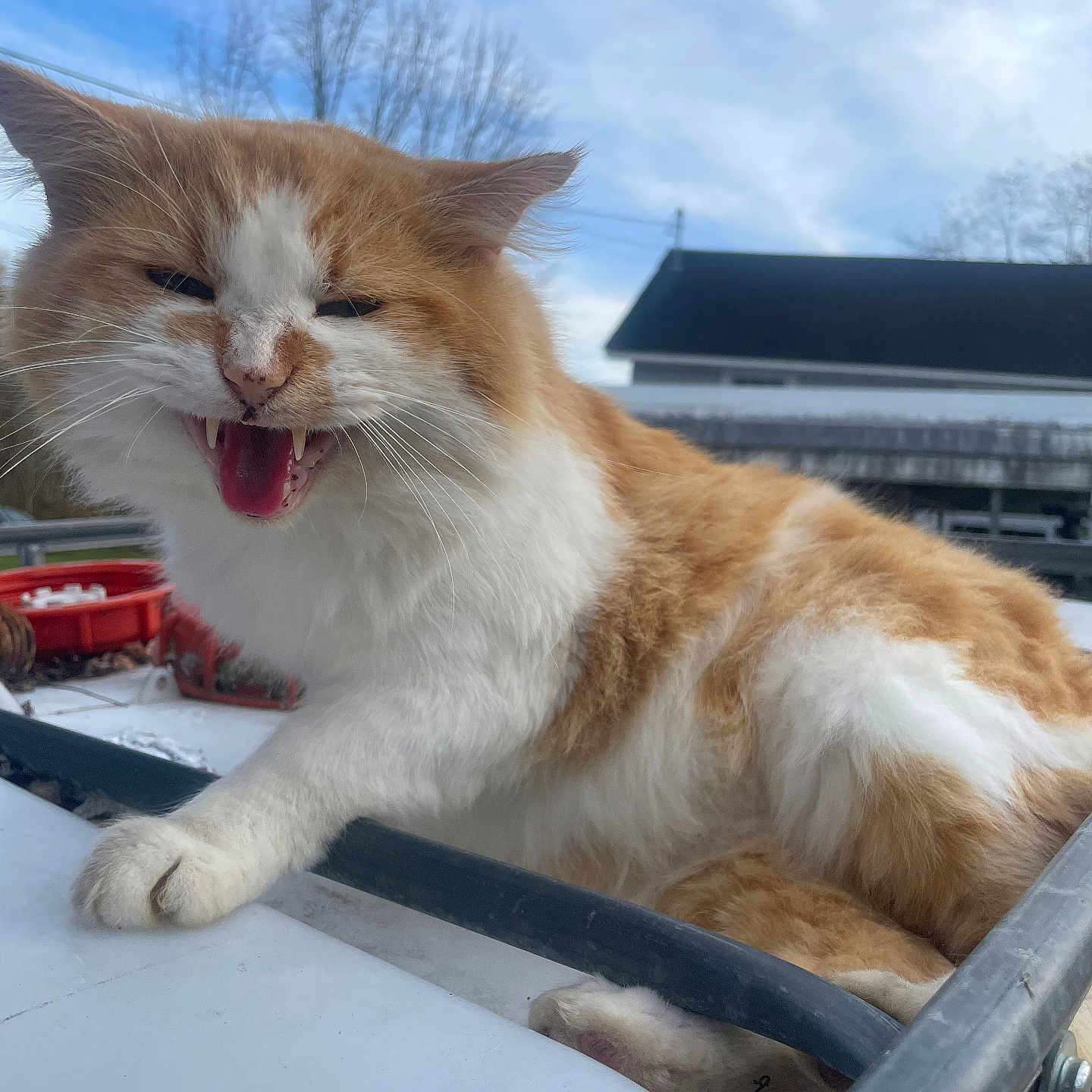 Perry is registered to the contest to win money with this photo: animal, architecture, bodypart, building, cat, face, head, housing, kitten, manx, mouth, outdoors, person, pet, photography, portrait, shelter, teeth, tongue, wood