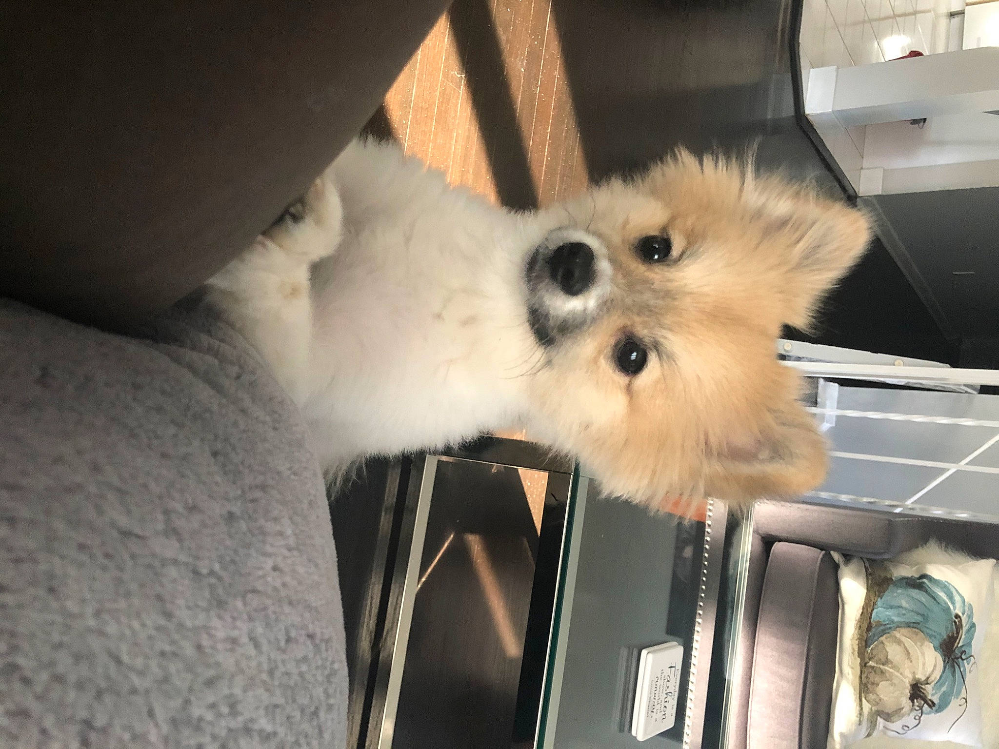 Koko is registered to the contest to win money with this photo: canidae, carnivore, companion_dog, dog, dog_breed, fawn, fur, maltepoo, non_sporting_group, pet_supply, pomeranian, puppy, samoyed, snout, spitz, toy_dog, whiskers, working_animal, working_dog