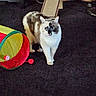 animal, black_and_white, blue_eyes, brick_wall, carpet, cat, cat_tunnel, cute, domestic, feline, floor, fur, home, indoor, pet, playful, scratching_ramp, toy, walking, whiskers