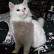 Snowflake is registered to the contest to win money with this photo: cat, white_cat, long_fur, pet, indoor, bed, blanket, star_pattern, whiskers, pink_nose, upright_ears, curious_gaze, sitting, paws, fluffy, portrait, night_light, houseplant, furniture, cozy