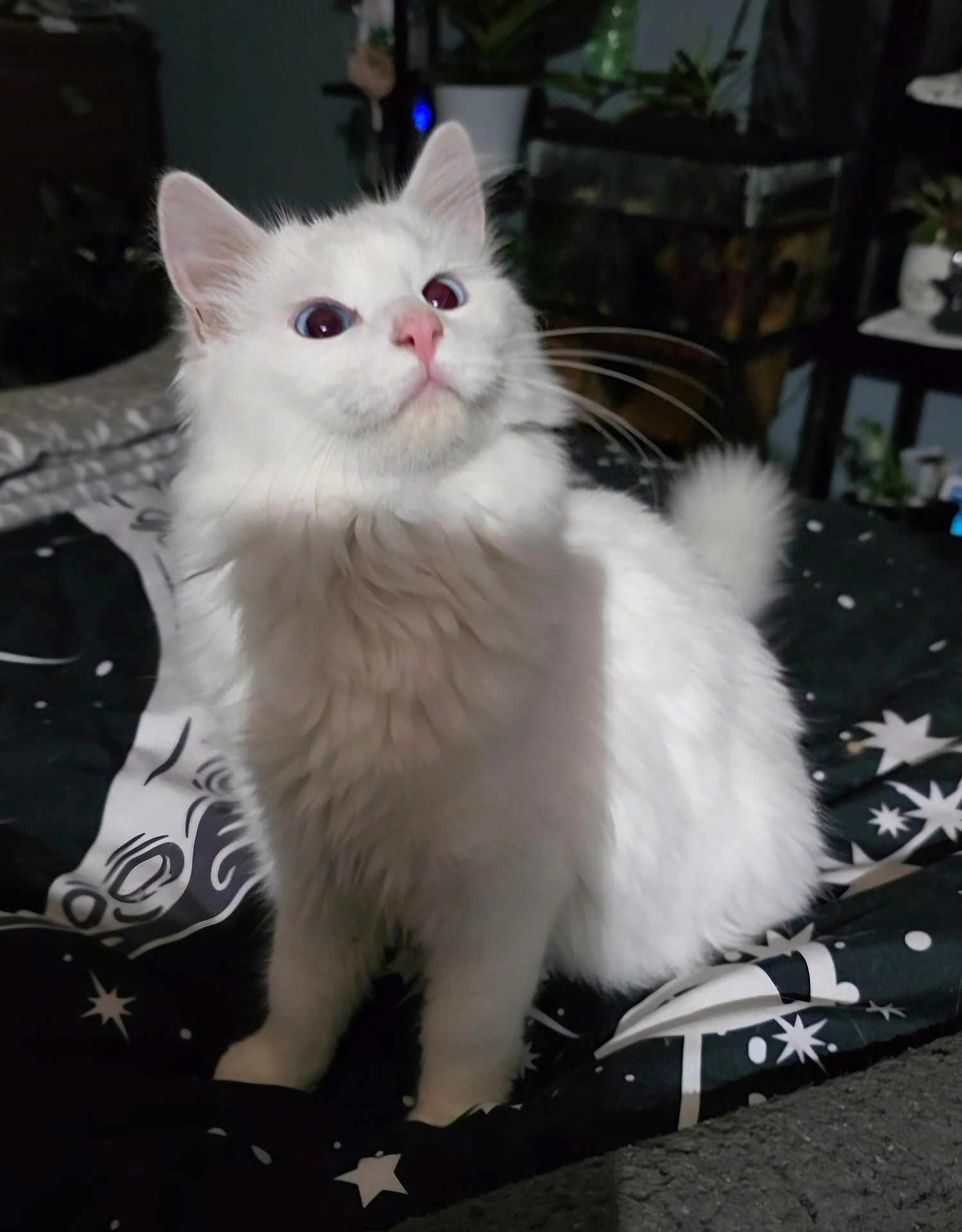 Snowflake is registered to the contest to win money with this photo: cat, white_cat, long_fur, pet, indoor, bed, blanket, star_pattern, whiskers, pink_nose, upright_ears, curious_gaze, sitting, paws, fluffy, portrait, night_light, houseplant, furniture, cozy