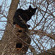 Smeagol joined the competition — help win amazing prizes! black_cat, tree, branches, sky, outdoor, nature, animal, wildlife, perched, curious, feline, wood, bark, winter, leafless, branch, looking, yellow_eyes, mammal, alone