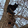 alone, animal, bark, black_cat, branch, branches, curious, feline, leafless, looking, mammal, nature, outdoor, perched, sky, tree, wildlife, winter, wood, yellow_eyes