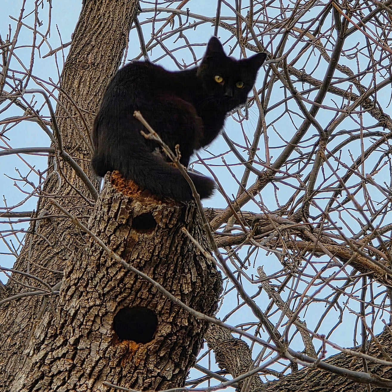 Smeagol joined the competition — help win amazing prizes! black_cat, tree, branches, sky, outdoor, nature, animal, wildlife, perched, curious, feline, wood, bark, winter, leafless, branch, looking, yellow_eyes, mammal, alone
