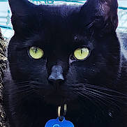 Catsiel joined the competition — help win amazing prizes! black_cat, cat, animal, pet, tree_bark, yellow_eyes, close_up, outdoor, nature, fur, whiskers, collar, tag, portrait, mammal, feline, alert, wildlife, daylight, eye_contact