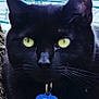 black_cat, cat, animal, pet, tree_bark, yellow_eyes, close_up, outdoor, nature, fur, whiskers, collar, tag, portrait, mammal, feline, alert, wildlife, daylight, eye_contact