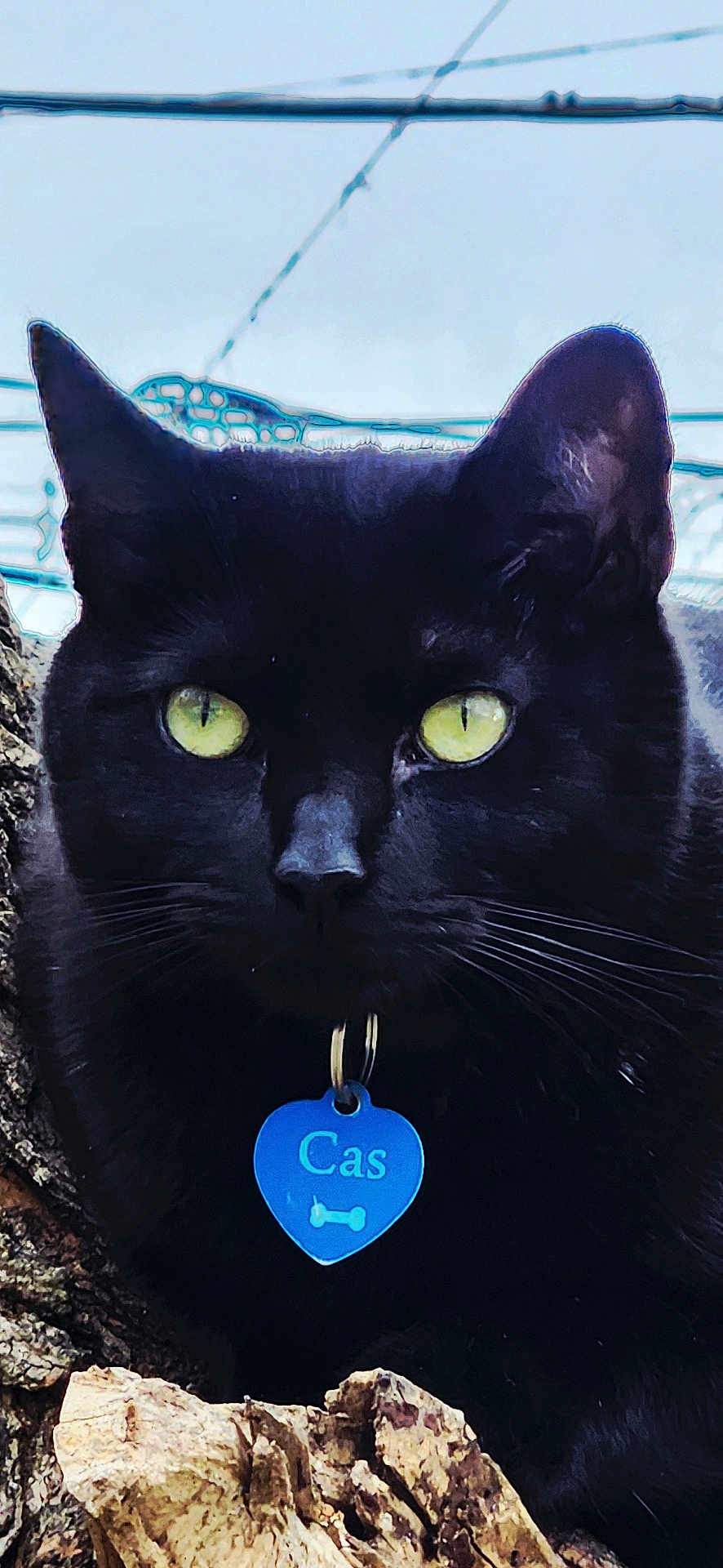 Catsiel joined the competition — help win amazing prizes! black_cat, cat, animal, pet, tree_bark, yellow_eyes, close_up, outdoor, nature, fur, whiskers, collar, tag, portrait, mammal, feline, alert, wildlife, daylight, eye_contact