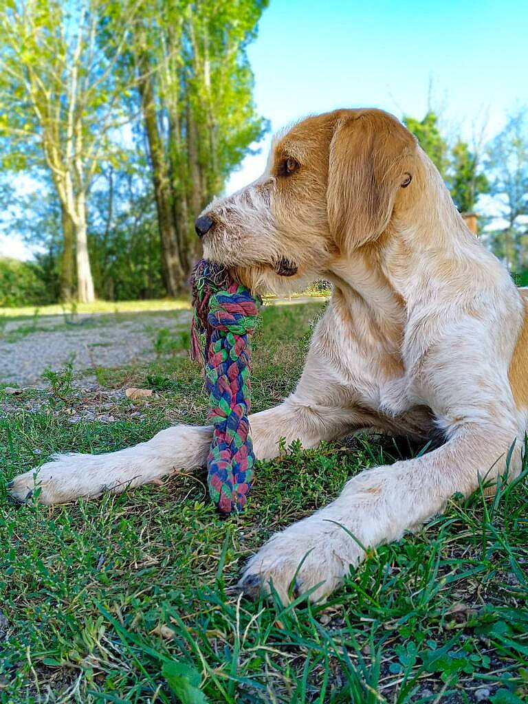 Upi a rejoint le concours — aidez-le/la à gagner de superbes lots ! ball, carnivore, cloud, collar, companion_dog, dog, dog_breed, dog_collar, fawn, gesture, grass, gun_dog, liver, plant, pointing_breed, retriever, sky, tail, tree, working_animal