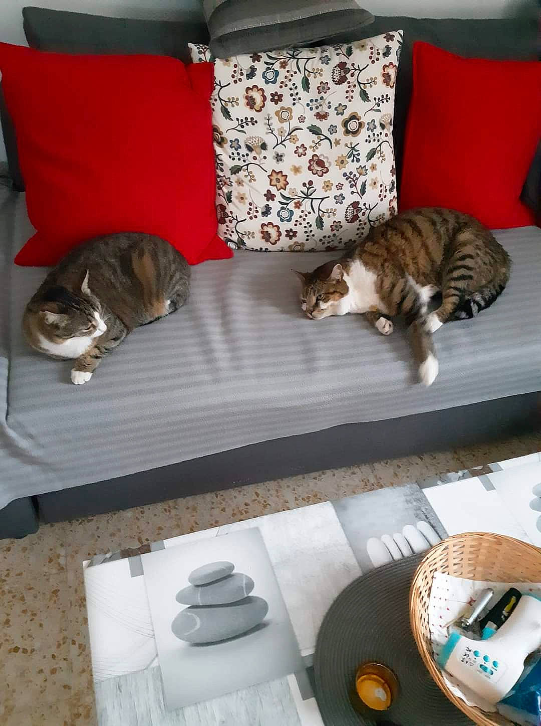 Isy Et Tigresse participe au concours pour gagner de l'argent avec cette photo : carnivore, cat, comfort, couch, dishware, felidae, floor, flooring, furniture, grey, interior_design, living_room, mammal, serveware, small_to_medium_sized_cats, table, tableware, vertebrate, whiskers, wood