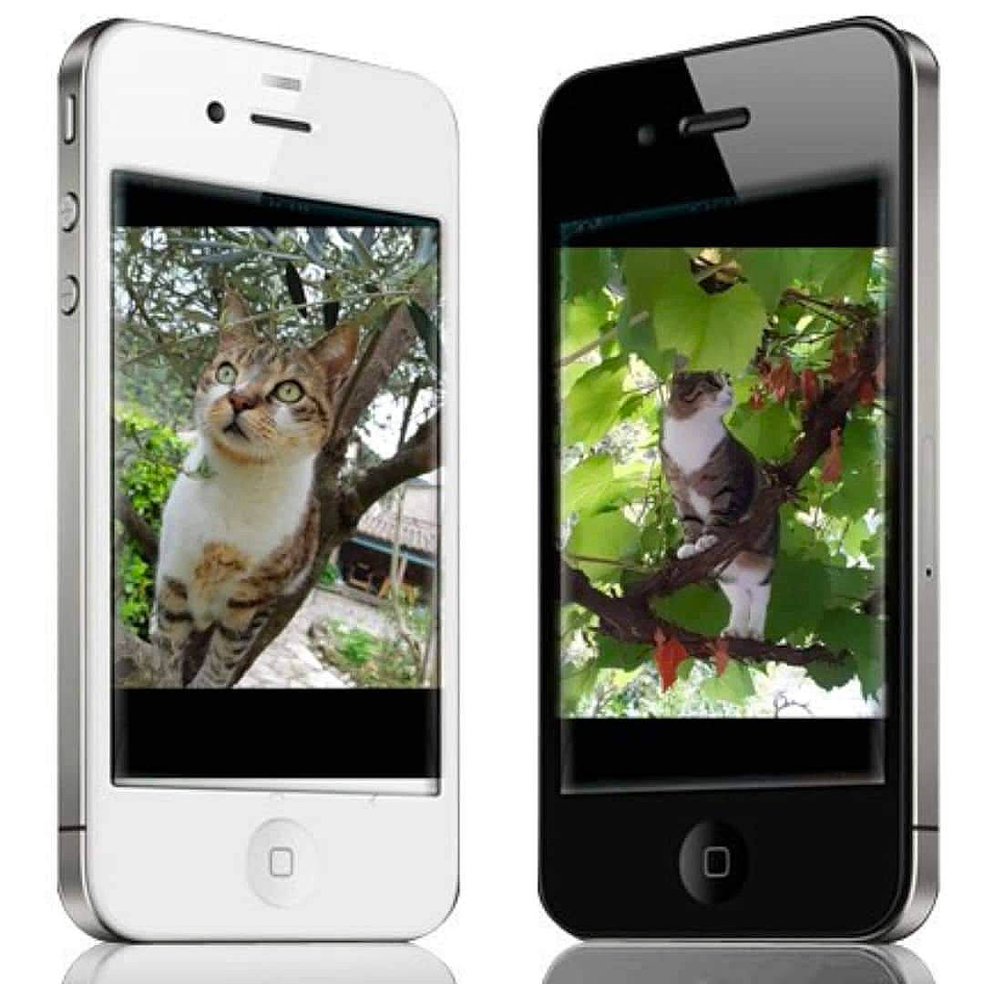 Isy Et Tigresse participe au concours pour gagner de l'argent avec cette photo : cellular_network, communication_device, felidae, font, gadget, gesture, iphone, mobile_device, mobile_phone, multimedia, photograph, plant, portable_communications_device, product, rectangle, screenshot, smartphone, telephone, telephony, white