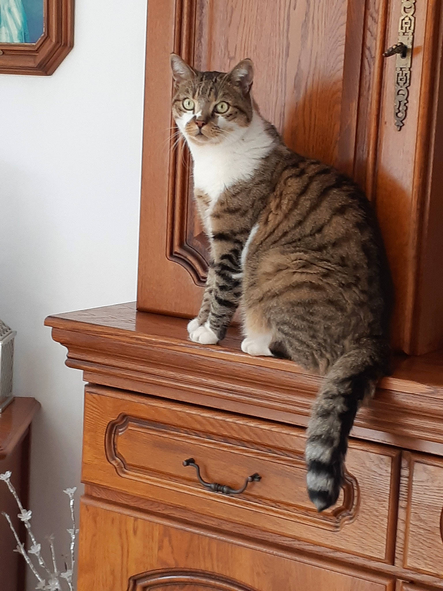 Isy a rejoint le concours — aidez-le/la à gagner de superbes lots ! asian, carnivore, cat, domestic_short_haired_cat, dragon_li, european_shorthair, felidae, mammal, norwegian_forest_cat, pixie_bob, small_to_medium_sized_cats, tabby_cat, tail, whiskers, wood